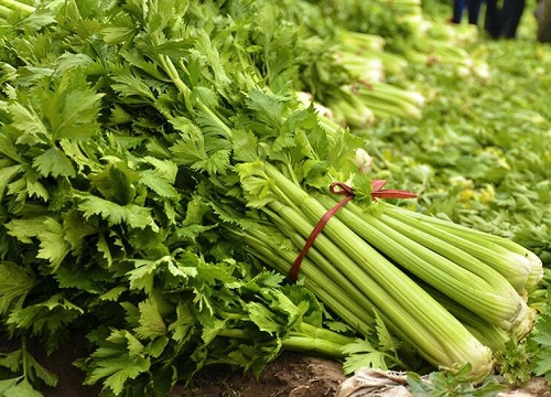 芹菜可以冷冻保存吗